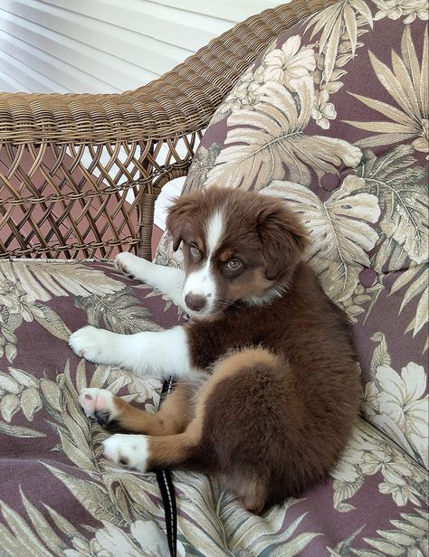 Brown Aussie Shepherd, Brown Australian Shepherd Puppy, Baby Australian Shepherd, Austrian Shepherd, Brown Australian Shepherd, Mini American Shepherd, Australia Shepherd, Mini Australian Shepherd, Calming Songs