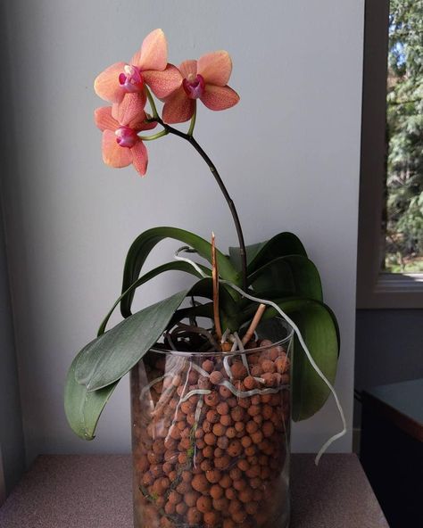 Growing Orchids in Leca - Love for Gardens Garden Preparation, Orchids In Water, Orchid Show, Growing Orchids, New Roots, Orchid Care, Root System, Body Modifications, Gardening For Beginners