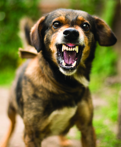 When dogs display aggressive behaviors, it’s rare for humans to consider whatever the dog was trying to communicate. Aggressive Dog Breeds, Dog Aggression, Dangerous Situations, Stop Dog Barking, Dog Fails, Dog Potty Training, Dog Potty, Aggressive Dog, Dog Biting