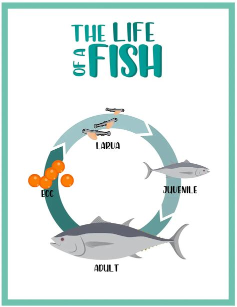 Fish Life Cycle.pdf - Google Drive Fish Life Cycle, Fishing Life, Life Cycle, Google Drive, Drive, Fish