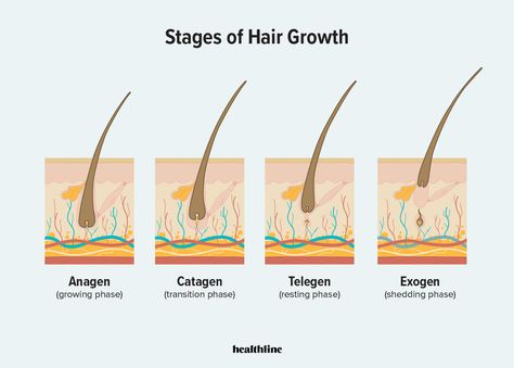 Stages Of Hair Growth, How To Maintain Hair, Hair Thinning, Overall Health, Hair Health, For Hair, Hair Growth, Skin, Health