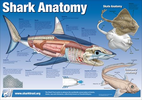 Shark Anatomy, Fish Anatomy, Oceanography Marine Biology, Animal Infographic, Shark Facts, Shark Art, Marine Conservation, Oceanography, Shark Week