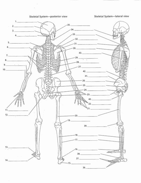 The Skeletal System Worksheet Lovely Anatomy Labeling Worksheets Google Search – Chessmuseum Template Library Anatomi Dan Fisiologi, Skeletal System Anatomy, Skeletal System Worksheet, Axial Skeleton, Human Body Worksheets, Human Skeletal System, Human Skeleton Anatomy, Anatomy Coloring Book, Anatomy Bones