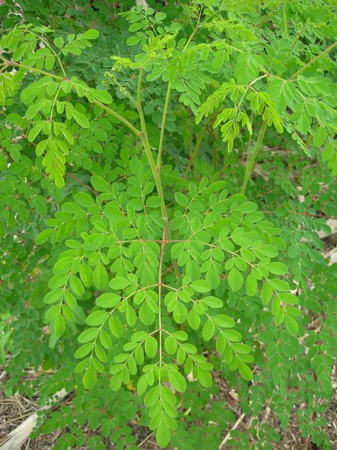 The Nutrient Content of Moringa oleifera Leaves | ECHOcommunity.org Moringa Oleifera Tree, Medicinal Herbs Remedies, Herbs Remedies, Moringa Benefits, Plant Notes, Moringa Tree, Miracle Tree, Moringa Leaves, Moringa Powder