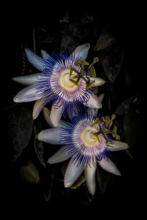 Passion Flower (Passiflora) 'Star of Surbiton' Passionfruit Flower, Nice Tattoo Ideas, Passion Vine, Passion Flowers, Witch Garden, Flower Plants, Unusual Flowers, Oil Slick, Passion Flower