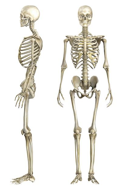 Life Size Skeleton, Human Skeleton Anatomy, Human Anatomy Reference, Anatomy Bones, Skeleton Anatomy, Skeleton Drawings, Anatomy Sculpture, Human Body Anatomy, Human Bones