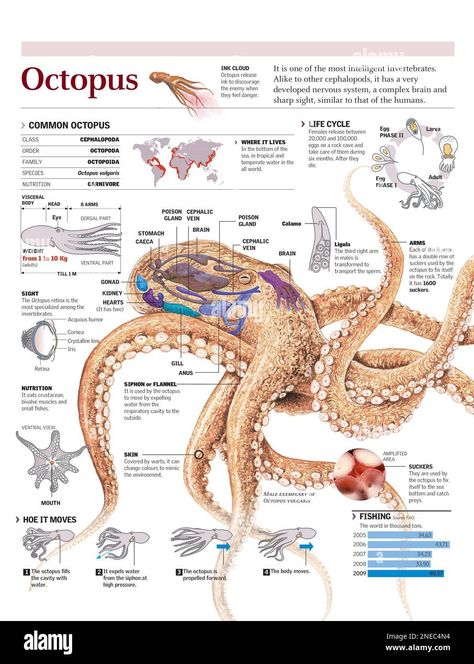 Octopus Anatomy, Types Of Octopus, Oceanography Marine Biology, Cool Sea Creatures, Biology Poster, Animals Information, Vet Medicine, Biology Art, Biology Notes