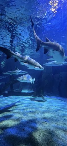 #oceanconservation #savetheocean #oceanlife #saveouroceans #oceanlove #theocean #o Swimming In The Ocean, In The Ocean, Sharks, Group Chat, The Ocean, Swimming, Water