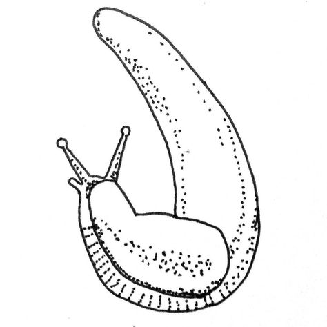 Stick and poke tattoo ideas - Slug sketch Fairy Garden Tattoo, Animal Rights Tattoo, Slug Tattoo, Yg Tattoos, Manta Tattoo, Tattoo Stick And Poke, Lil Sketches, Tattoo Yourself, Stick And Poke Tattoo Ideas