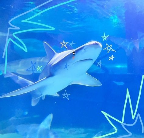 Aesthetic Shark, Facts About Sharks, Cool Sea Creatures, Icona Ios, Shark Facts, Shark Pictures, Shark Art, Crazy Facts, Shocking Facts