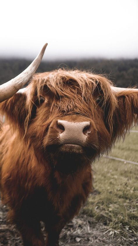 Highland Cow Aesthetic Wallpaper, Highland Cow Screensaver, Highland Cow Phone Wallpaper, Cow Iphone Wallpaper, Highland Cow Wallpaper Iphone, Aesthetic Highland Cow Wallpaper, Baby Highland Cow Wallpaper, Cowboy Animals, Highland Cow Wallpaper