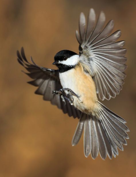 Tattoo Nature, Black Capped Chickadee, Backyard Birds, Bird Pictures, Birds Tattoo, Bird Drawings, Colorful Birds, Cute Birds, Little Birds