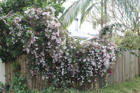 Jasminum Polyanthum, Jasmine Vine, Pink Jasmine, Plant Benefits, Backyard Plants, White Jasmine, Fragrant Plant, Backyard Remodel, Jasmine Flower