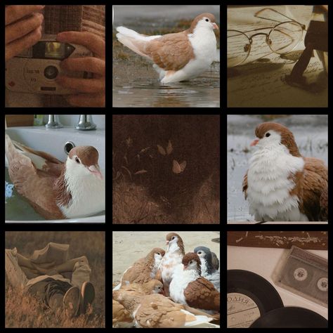 made using images i found here Birds Mood Board, Animal Moodboard Aesthetic, Dnd Character Mood Board, Moth Moodboard, Butterfly Mood Board Inspiration, Lahore Pigeon, Adopt Idea, Color Vibe, Mood Board Inspiration