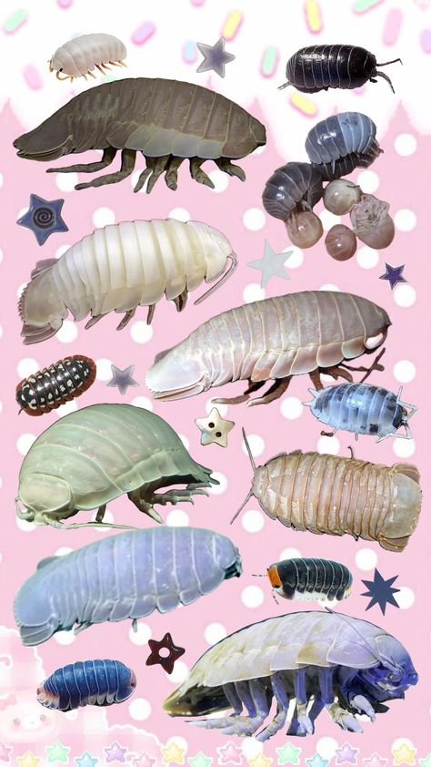 Isopods my beloved <3 #isopod#bugs#iospods#blue#wallpaper Isopod Wallpaper, Giant Isopod, Blue Wallpapers, Desktop Wallpaper, Animals