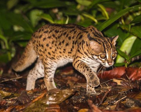 Small Wild Cats, Pallas's Cat, Cat Species, Leopard Cat, Animal References, Cat Family, Big Cats, Wild Cats, Reptiles