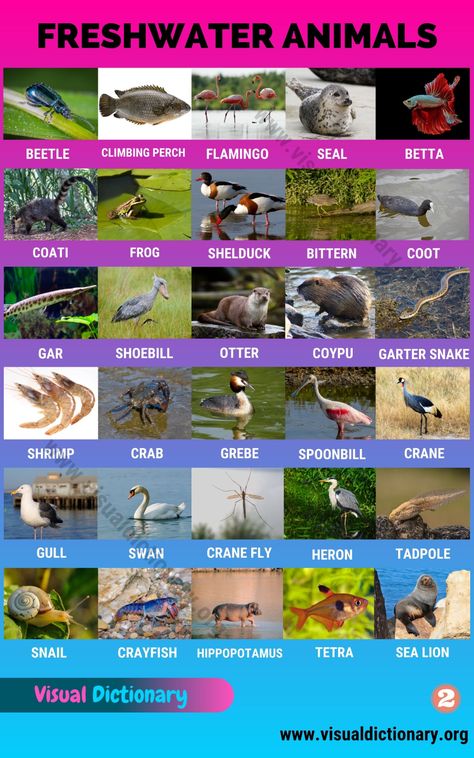 Freshwater Animals: 60 Best Animals that Live in Freshwater Habitats - Visual Dictionary Animals Name List, English Animals, Teen Slang, Animals Name In English, Animal Infographic, Visual Dictionary, Animal Flashcards, English Vocab, English Fun