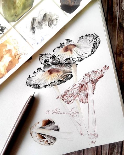 Fungi Sketchbook, Nature Ink Drawing, Pen And Watercolor Illustration, Botanical Ink Drawing, Mushroom Ink Drawing, Watercolor With Ink, Mushroom Drawing Reference, Ink And Watercolor Illustration, Watercolor Mushroom Tutorial