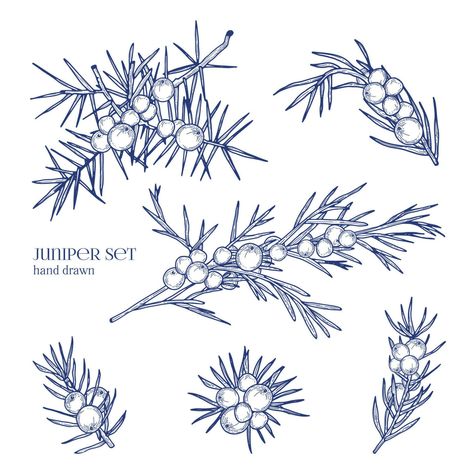 Juniper set. Detailed hand drawn branches with berries. Black and white hand drawn illustrations. Juniper Flower, Tree Branch Tattoo, Wild Animals Vector, Juniper Tree, Fonts Christmas, Branch Tattoo, Essential Oil Labels, Water Tattoo, Winter Backdrops