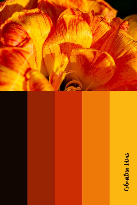 Black And Orange Colour Palette, Jennifer Garner Style, Black Archives, Hair Mood Board, Oc Moodboard, Ochre Color, Orange Color Combinations, Garner Style, Colour Trend