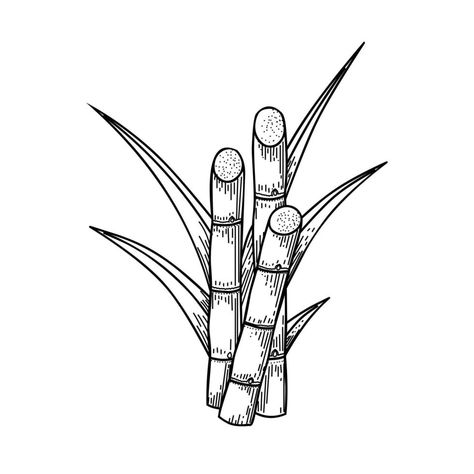 Sketch of sugarcane, with stems and leaves, isolated on a white background, suitable for packaging labels of processed sugarcane products. vector illustration. Sugarcane Drawing, Sugar Cane Drawing, Cane Drawing, Sugar Hill, Label Printable, Cash Crop, Adventure Time Marceline, Working Drawing, Black And White Sketches