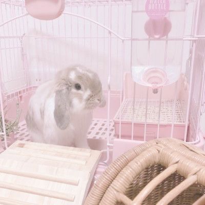 Cutest Bunny Ever, Bunny Room, Bunny Cages, Bunny Mom, Baby Pink Aesthetic, Pet Bunny, Pastel Pink Aesthetic, Bunny Girl, Pet Home