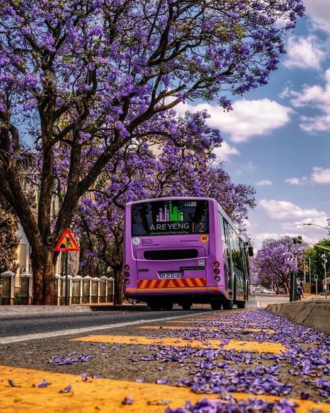 Pretoria South Africa, Spring Morning, South Africa Travel, Pretoria, Pack Your Bags, Africa Travel, Johannesburg, Best Funny Pictures, Meme Pictures