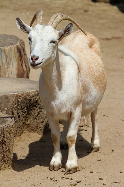 Goat Images, Goat Pictures, Goat Picture, White Goat, Michael Morpurgo, Goat Art, Pygmy Goat, Goat Lover, Cute Goats