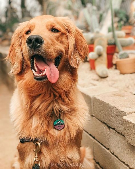 A Golden Retriever, Golden Retriever, Dogs, Wall