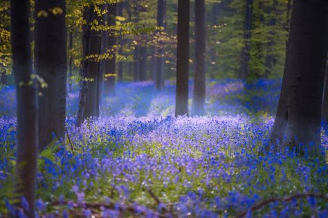 This magical forest in Belgium is covered in blue flowers in spring Avatar Film, Sunlight Photography, Spring Forest, California Desert, Mystical Forest, Magic Forest, Fantasy Forest, Blue Forest, Forest Flowers