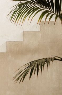 Untitled Minimal Wallpaper, Soyut Sanat Tabloları, Beach Outfits, Beige Aesthetic, Color Textures, Green Aesthetic, Palm Tree, Color Inspiration, Cement