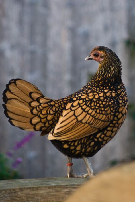 Prettiest Chicken Breeds, Sebright Bantam, Sebright Chicken, Exotic Chickens, Bantam Chicken, Glass Chicken, Bantam Chickens, Fancy Chickens, Beautiful Chickens