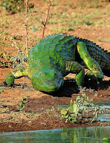 Amazing photos of crocodile covered in bright green coat of algae in South Africa - Telegraph Crocodile Facts, Green Crocodile, Green Algae, Animal Print Wallpaper, Amazing Pictures, Animal Sketches, Reptiles And Amphibians, Animal Tshirt, Animal Wallpaper