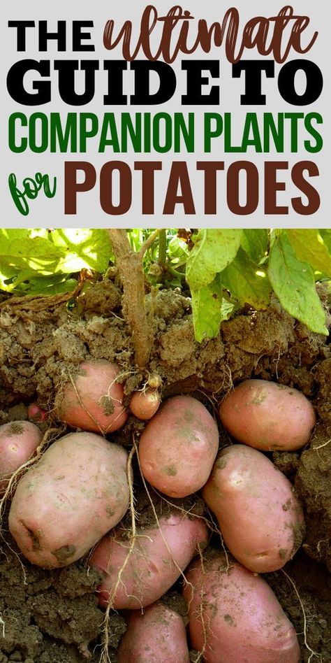 Potato Companion Plants, Gemüseanbau In Kübeln, Companion Planting Chart, Potato Gardening, Garden Companion Planting, Planting Potatoes, Vegetable Garden Diy, Companion Plants, Organic Vegetable Garden