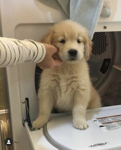 Golden Retriever Baby, Cute Golden Retriever, Dr Fauci, Cutest Puppy Ever, Golden Retriever Puppies, Puppy Bowls, Very Cute Puppies, National Puppy Day, Golden Puppy