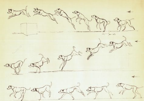 Milt Kahl, Jump Animation, Marc Davis, Animal Movement, Dog Animation, Frame By Frame Animation, Animation Sketches, Disney Art Drawings, Disney Concept Art