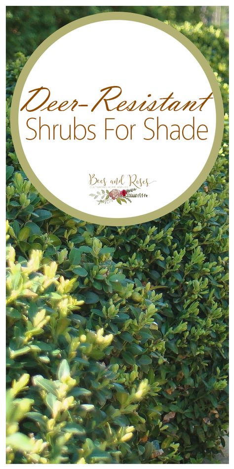 Deer Resistant Shade Plants, Shrubs For Shade, Deer Resistant Landscaping, Garden California, Perennials Low Maintenance, Deer Resistant Shrubs, Deer Resistant Garden, Deer Resistant Perennials, Long Blooming Perennials