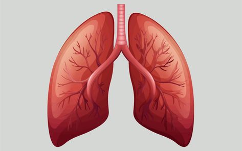 https://moosmosis.files.wordpress.com/2018/04/shortness-of-breath-lungs-breathing.gif Lungs Video, School Drawings, Breathing System, Respiratory Acidosis, Home Remedies For Allergies, Warts Remedy, Constant Headaches, Natural Remedies For Migraines, Healthy Life Hacks