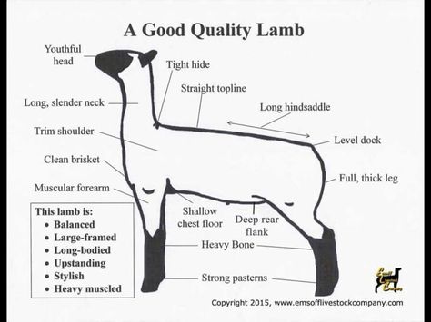 This lamb is .... what you want in a show lamb. Sheep Lambing Pens, Show Lamb Pen Ideas, 4h Lamb Projects, Lamb Showing Tips, Show Sheep Tips, Sheep Showing Tips, 4h Sheep Project Lamb, Livestock Judging Tips, Lamb Pen Ideas