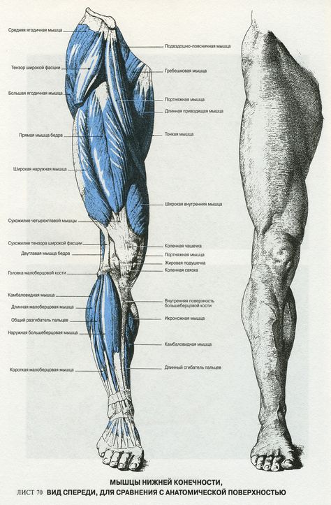 Anatomía Clase 03 Leg Anatomy, Human Muscle Anatomy, Human Anatomy Reference, Anatomy Images, Vintage Anatomy, Anatomy Sculpture, Human Body Anatomy, Human Anatomy Drawing, Muscle Anatomy