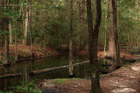 Pond In The Woods, Pond In Woods, Houston Arboretum, Farm Pond, Nature Witch, Pond Ideas, Swimming Pond, Spring Rain, Small Ponds