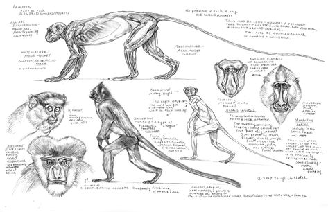 terryl-whitlatch Monkey Anatomy Drawing, Monkey Anatomy, Monkey Reference, Monkey Drawings, Terryl Whitlatch, Environmental Artist, Monkey Illustration, Male Figure Drawing, Drawing Cartoon Faces