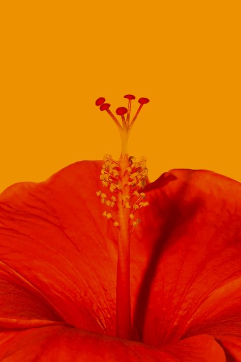 Download this photo by Allec Gomes on Unsplash Close Up Flowers Photography, Hibiscus Flower Photography, Hibiscus Photography, Hibiscus Image, Macro Flower Photography, Macro Photography Flowers, Mediterranean Plants, Theme Pictures, Red Hibiscus