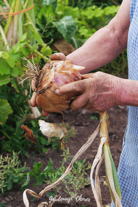 grow onions, onion grow guide Growing Onions From Bulbs, Onion Harvesting, Onion Growing From Onion, How To Plant Onion Sets, How To Grow Spring Onions From Scraps, Onion Bulbs, Growing Onions, Bountiful Harvest, Growing Vegetables