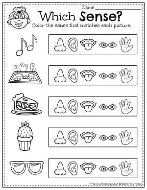 Five Senses Kindergarten Worksheets, Pre K Senses Activities, My Body For Preschoolers, Preschool Crafts 5 Senses, Senses Worksheets Kindergarten, Five Senses Unit Kindergarten, Our Senses Preschool, 5 Senses Anchor Chart Preschool, 5 Senses Lesson Plans For Kindergarten