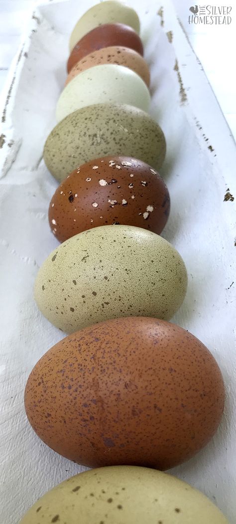 Chicken Egg Colors, Olive Egger, Poultry Breeds, Chicken Coloring, Egg Pictures, Laying Hens, Speckled Eggs, What Is A Bird, The Barnyard