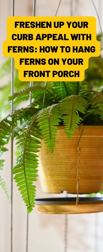 Ferns On Front Porch, Hanging Ferns, Long Planter, Types Of Ferns, Improve Curb Appeal, Macrame Planter, How To Hang, Growing Food, Outdoor Oasis