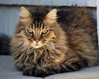 Domestic Longhair Cat, price, personality, care. Longhair Tabby Cat, Long Hair Domestic Cat, Torbie Cat Long Hair, Long Hair Tabby Cat, Cat Siberian, Bicolor Cat, Kitten Cuddle, Cat Persian, Clever Animals