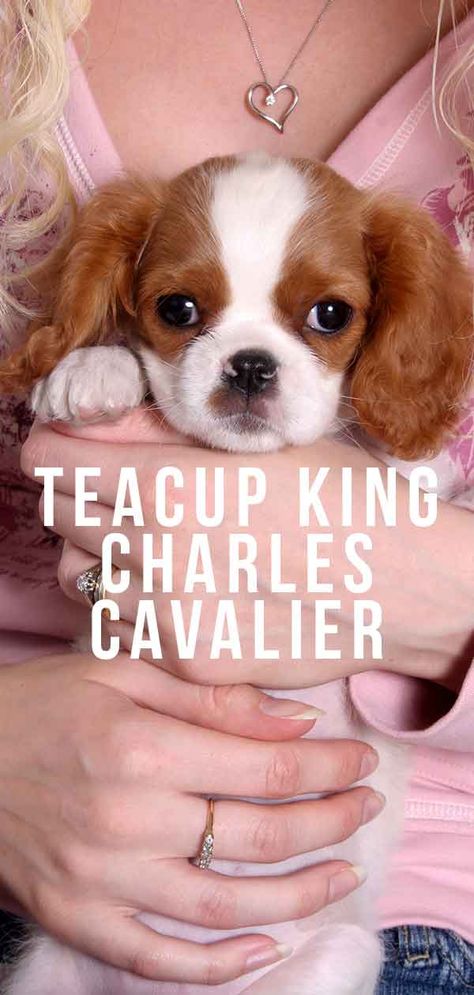 St Charles Cavalier Spaniels, Toy Cavalier King Charles Spaniel, Mini King Charles Cavalier, Mini Cavalier King Charles Spaniel, Teacup King Charles Cavalier Spaniel, Teacup Cavalier King Charles Spaniel, Blenheim Cavalier Puppy, King Charles Cavalier Spaniel Full Grown, King Cavalier Spaniel Puppy