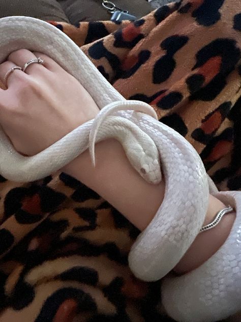 White Snakes Aesthetic, Albino Python Snake, White Snake Red Eyes, White Snake Pet, Cute Snakes Aesthetic, Albino Snake Aesthetic, Snake Asthetic Picture, Pet Snakes Aesthetic, Cute White Snake